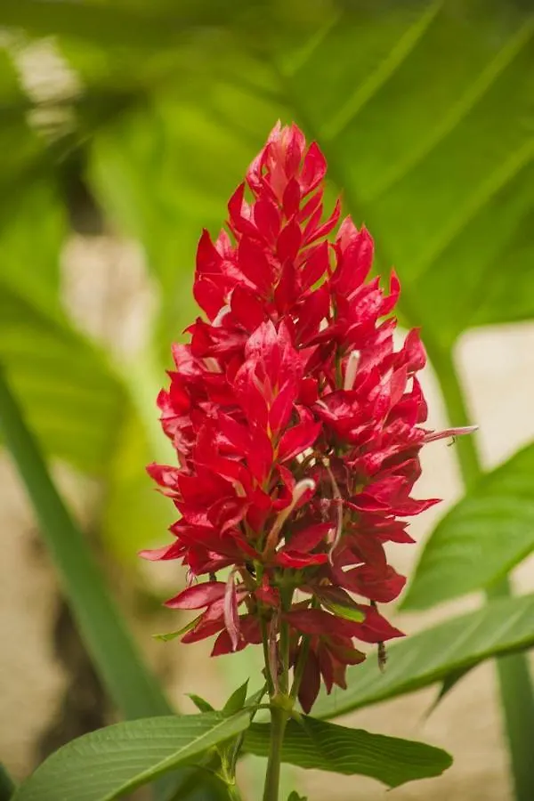 Camino Del Alma Apartments Bacalar 0*,
